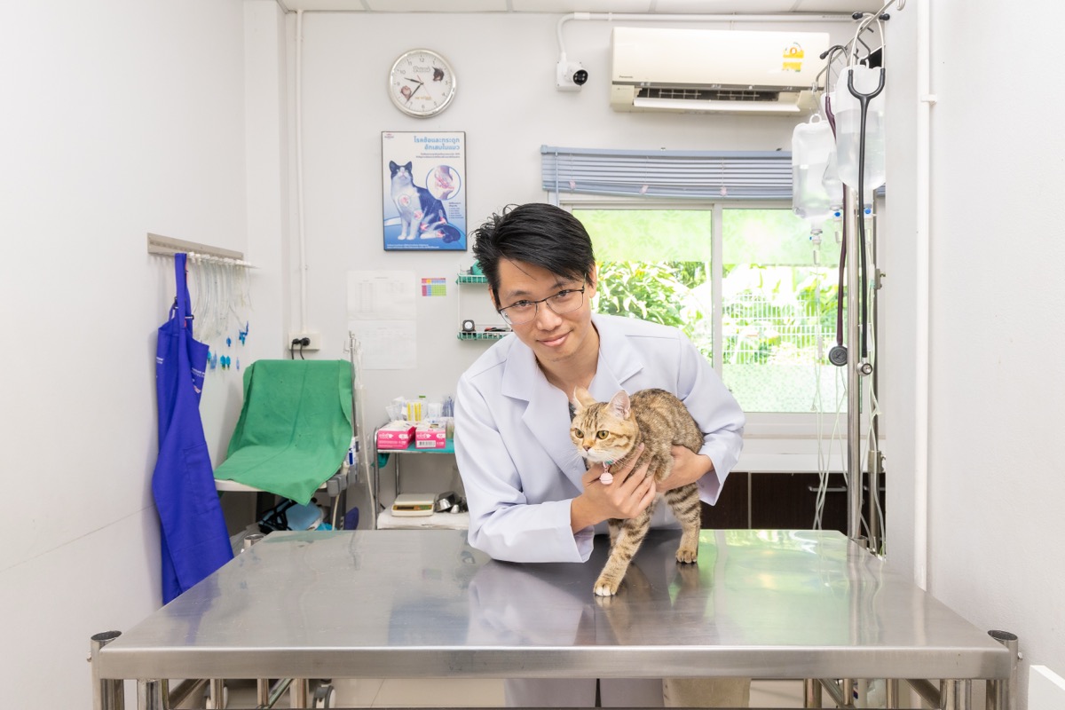 สัตวแพทย์อุ้มแมวในห้องตรวจ