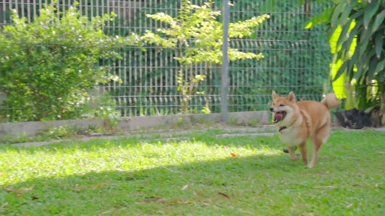 Little Meow Pet Hospital